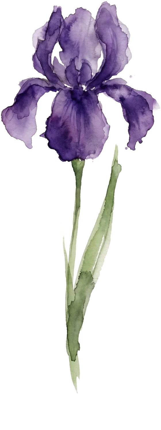 Iris watercolour