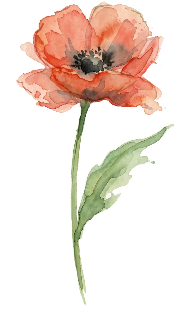 Poppy watercolour