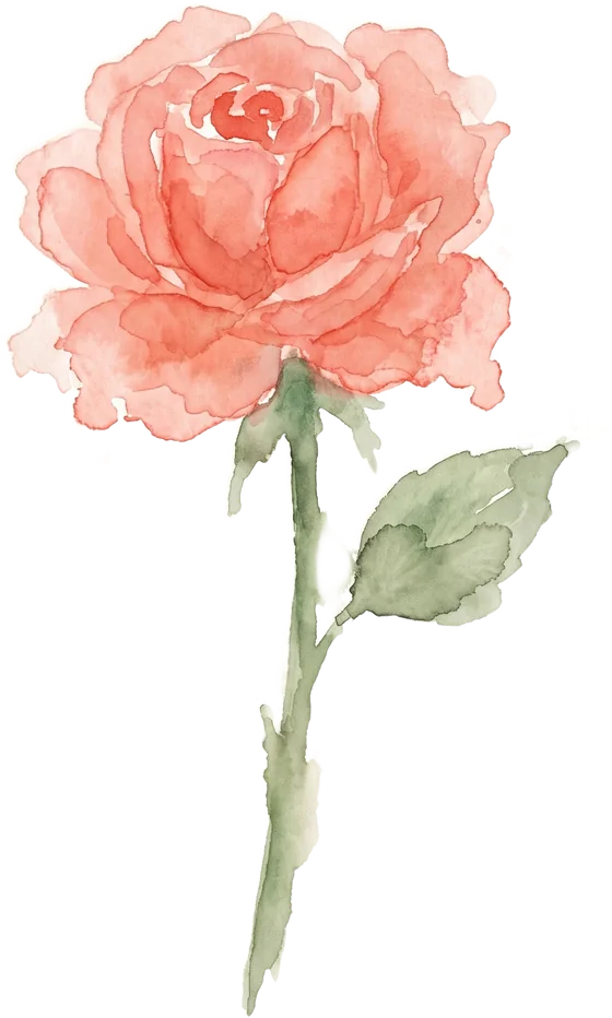 Rose watercolour