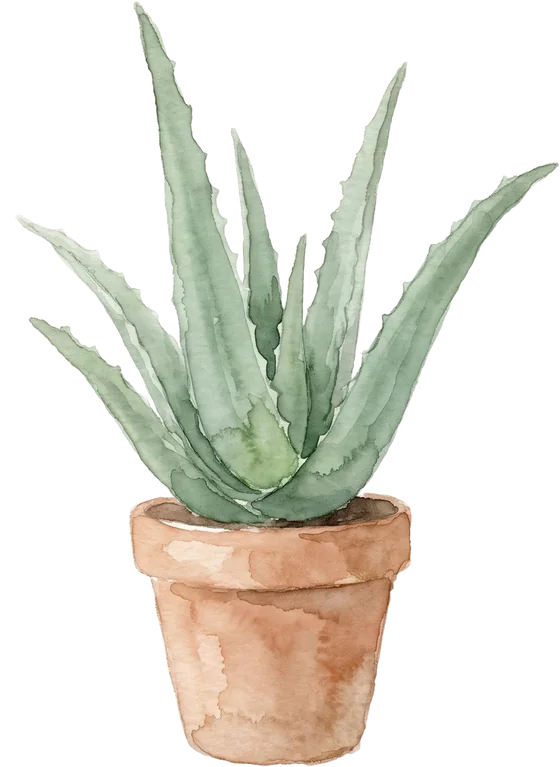 Aloe