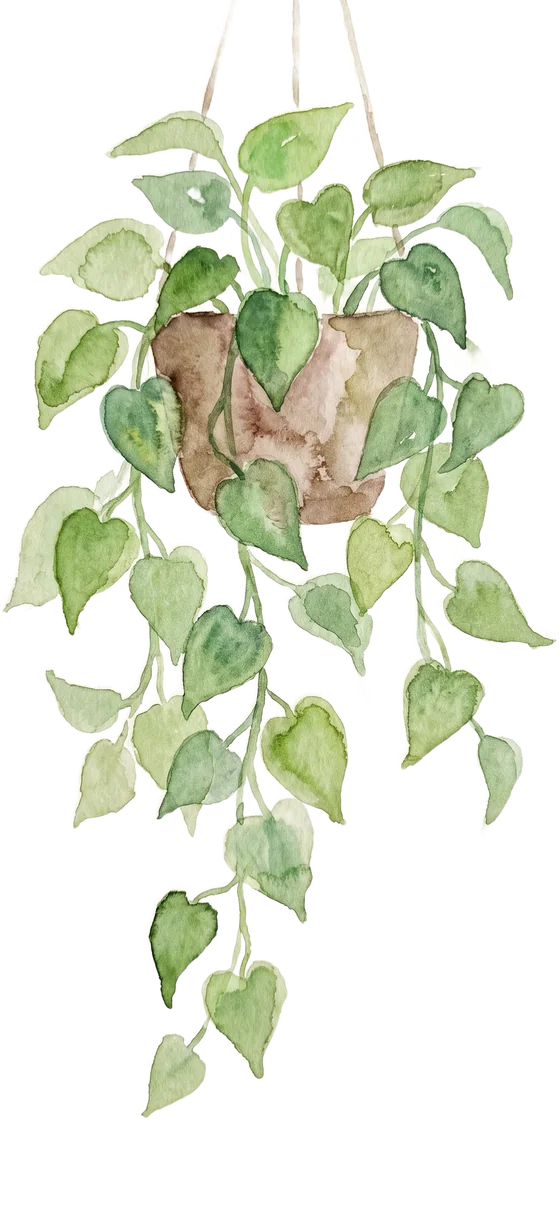 Pothos